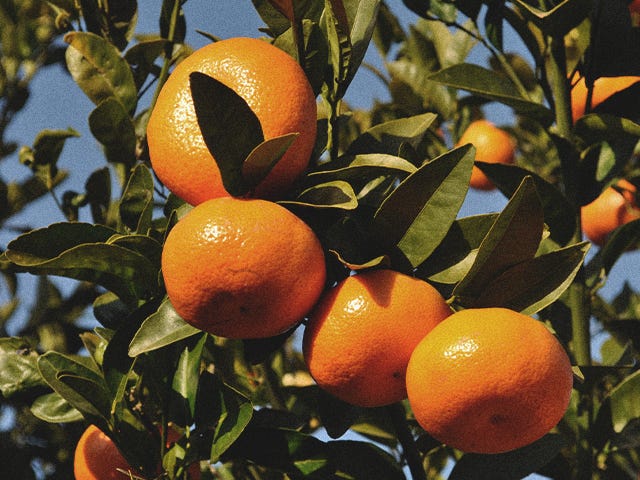 La clémentine Corse, le fruit qui a tout bon !